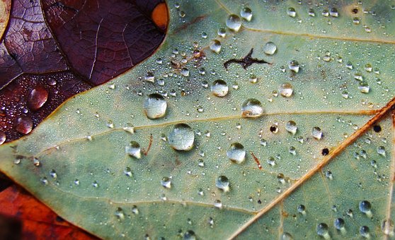 Chilly rain, the beginning of the Fall